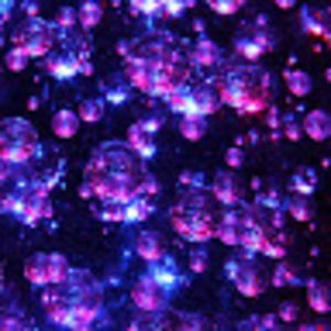 Meet your Posher, Vegetarians